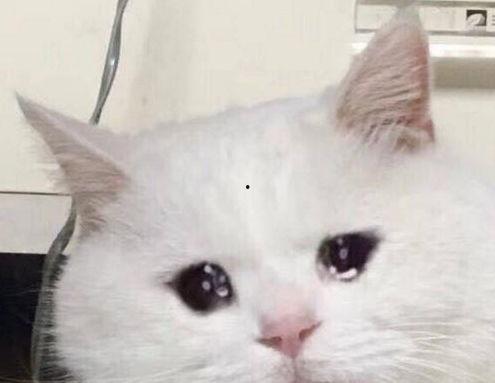 娱乐吃瓜君猫猫生气歌